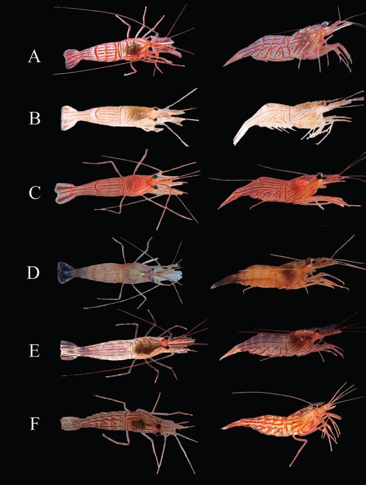 PeppermintShrimpSpeciesAndrewLRhyneJundaLinBULLETINOFMARINESCIENCE79165ndash2042006_zps6fe83b6e.jpg