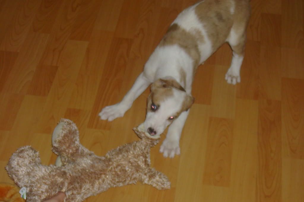 roxy017_zps4d17a9b8.jpg