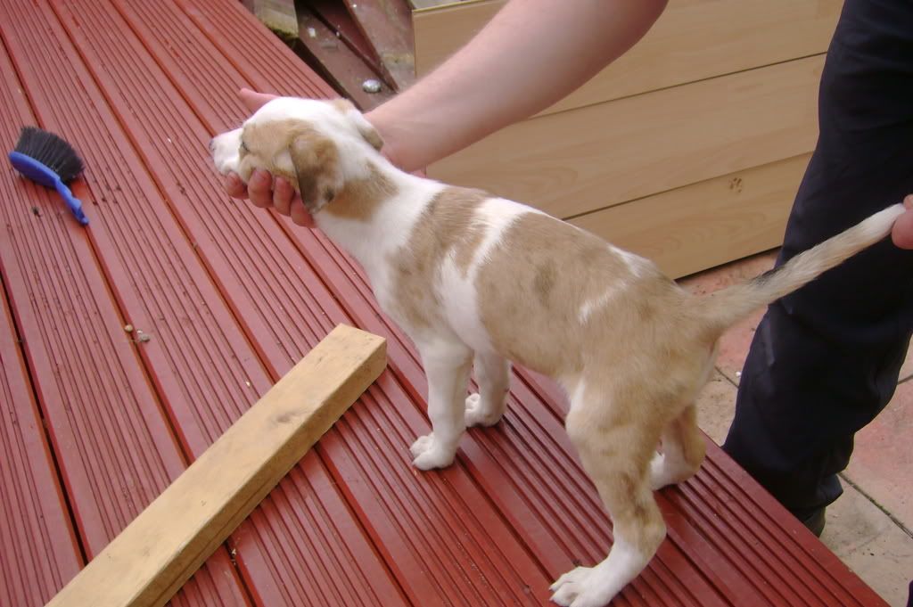 roxy025_zps9aabf4ee.jpg