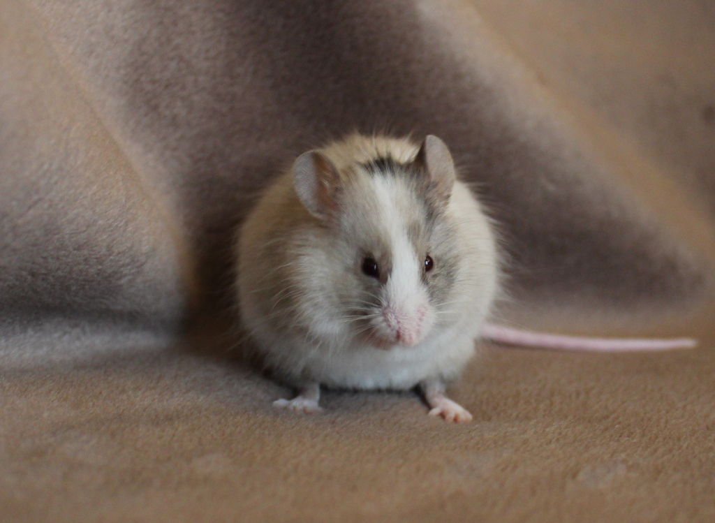 Some of my mice Pet Mice Forum