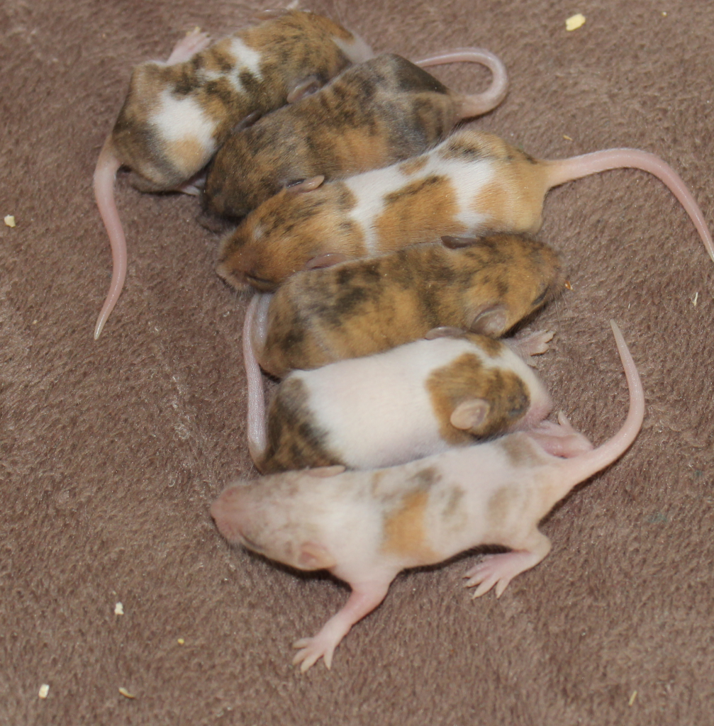 Fancy Mice Breeders • View topic New/ First litters here! Brindle Tri