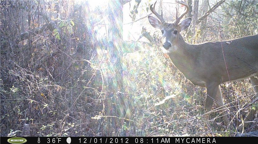 Dec4TrailCamera-Pic1.jpg