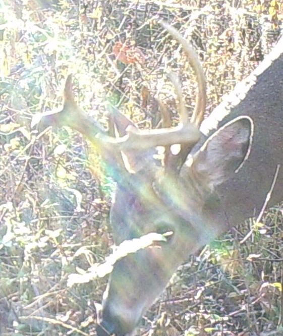 Dec4TrailCamera-zoom.jpg