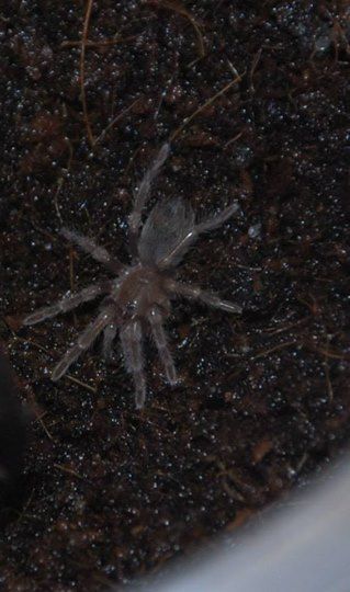 Smithi1_zps4bde8a3b.jpg
