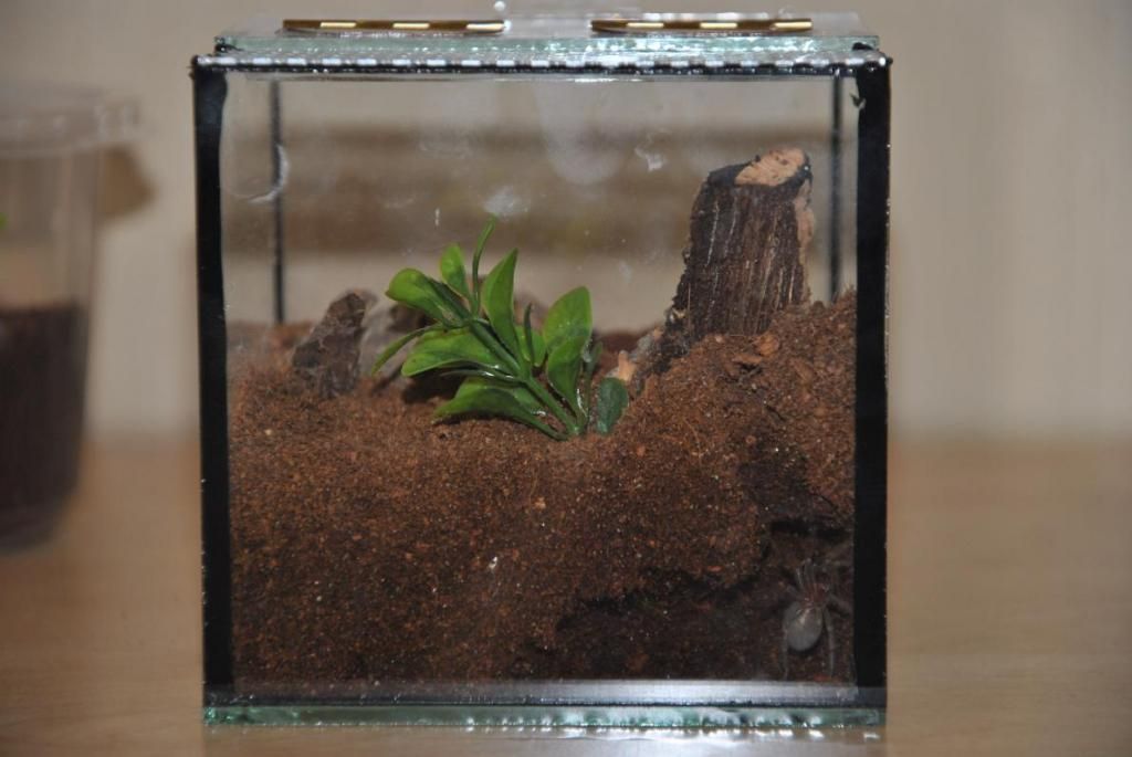 smithi_zps9b05ed77.jpg