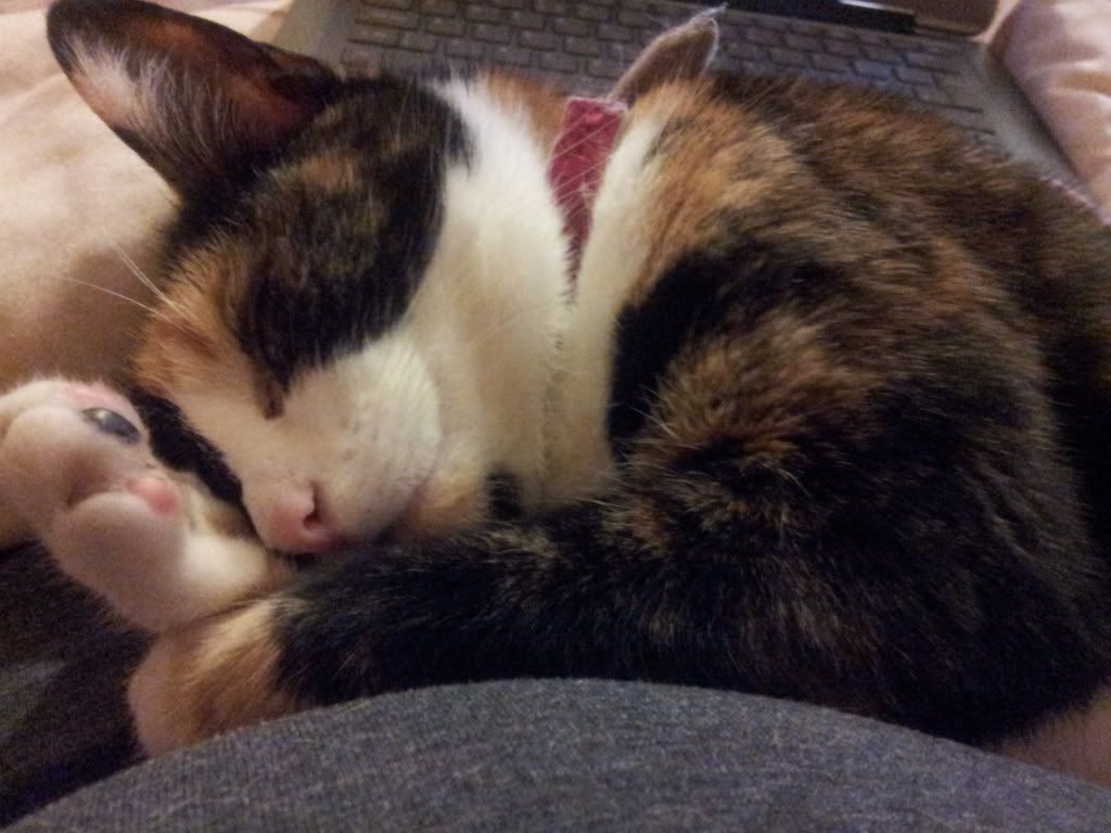 My cat is smothering me!! BabyCentre