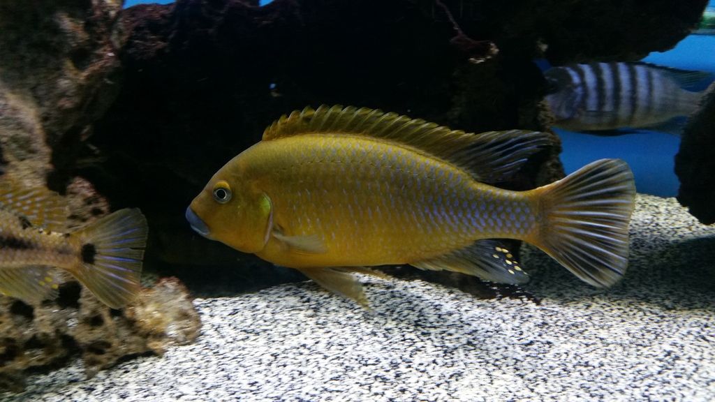Williamsi Makonde Blue Lips Cichlid Fish Forum