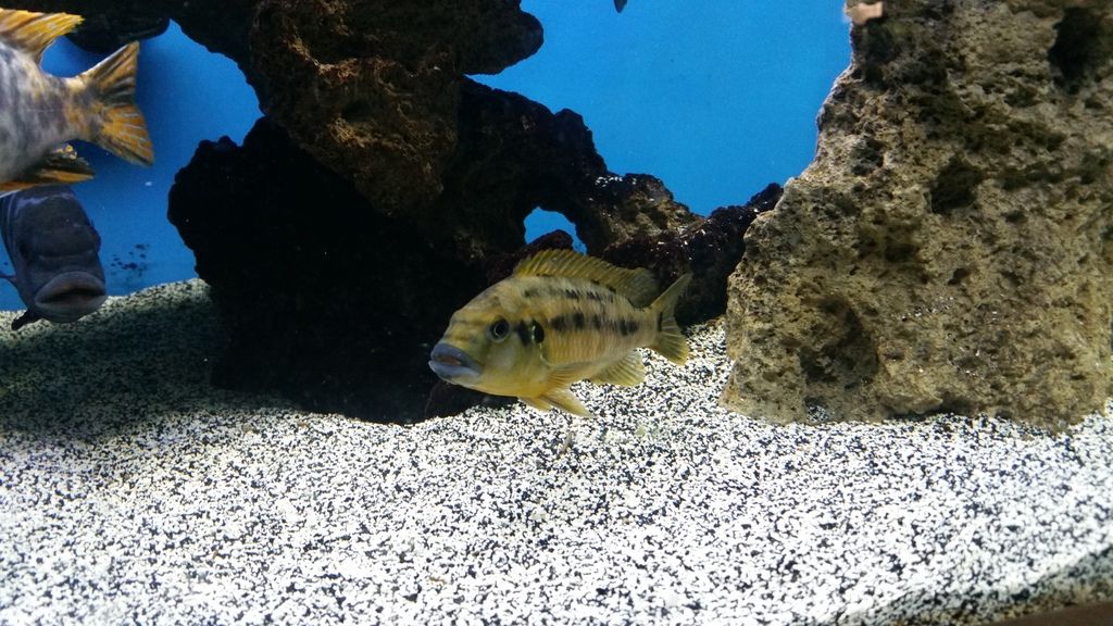 Williamsi Makonde Blue Lips Cichlid Fish Forum