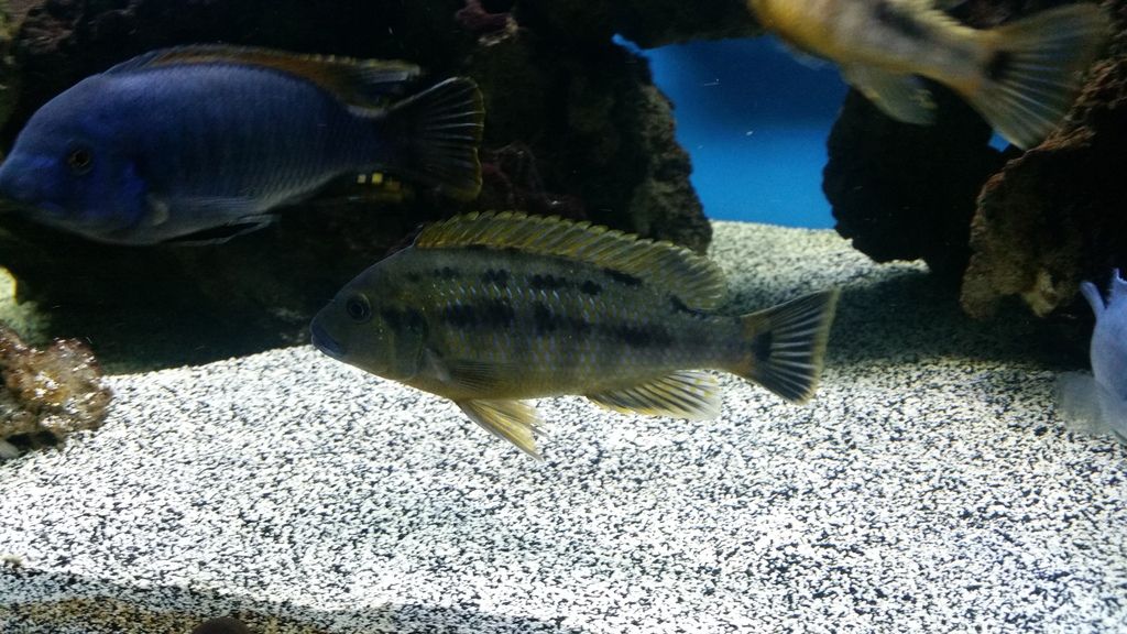 Williamsi Makonde Blue Lips Cichlid Fish Forum