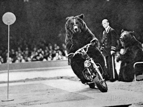 brown-bear-riding-a-motorcycle-at-the-be
