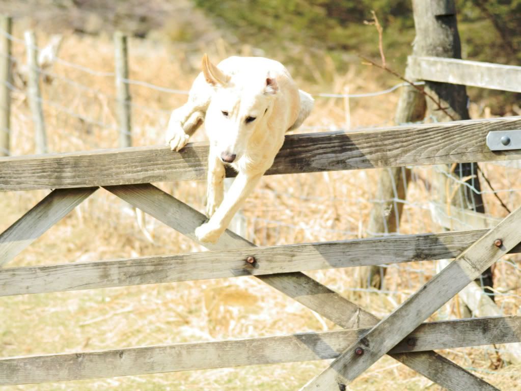 03842da5d6a98d8392fc8c177edde224_zpsbd0f