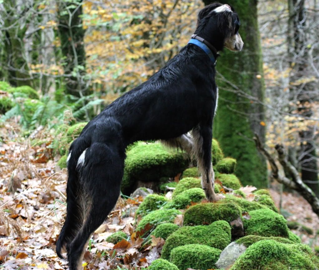 35789674a4790c420cf7fd5166e189f5_zps549a