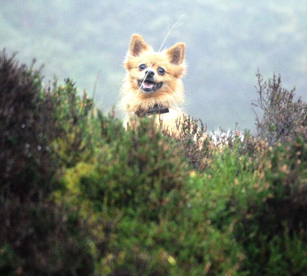 4cf170c17ee7992a51aeafa3c02b8144_zps1b23