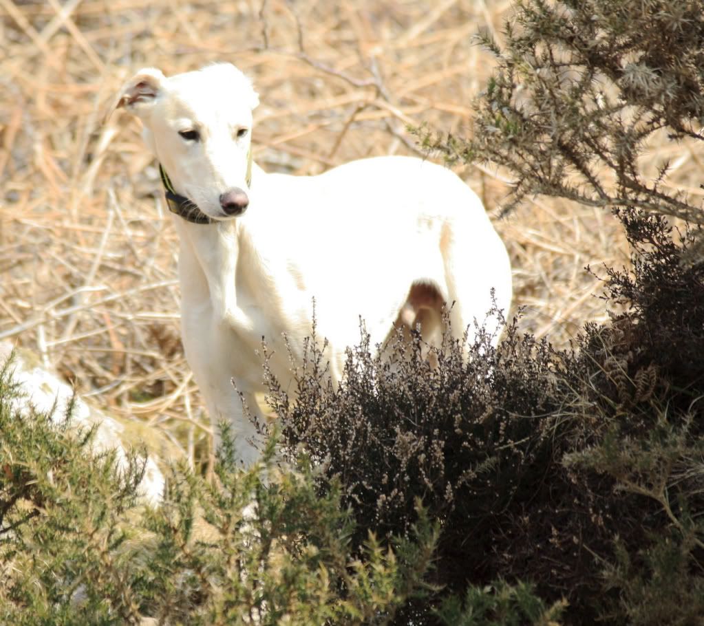 539818ee52d3435f29b7f22007740665_zpsef85