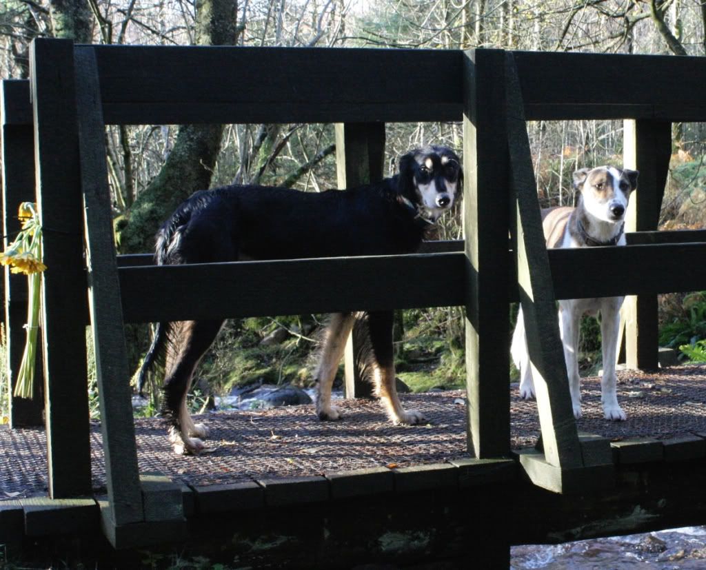 63399aa921f4a43e033a125b394b38cc_zps4e0d