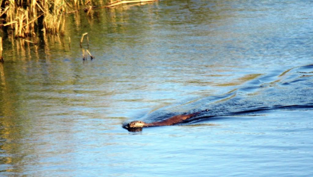 7394a2a4090fa54a51d1f59e3dc86105_zps067f