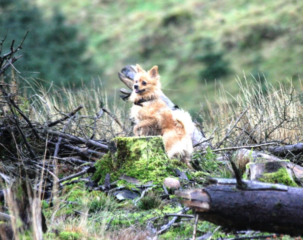 97ffe9bc0fce0752f21b4c5e86fa1e59_zps3ab0