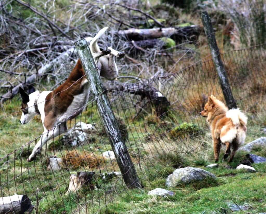 ae33a3176e987105137b4d62f698add3_zpsd398