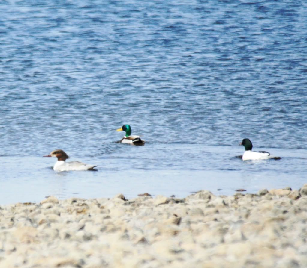 b7cbc30762010de078e83c1e4778c584_zps062e