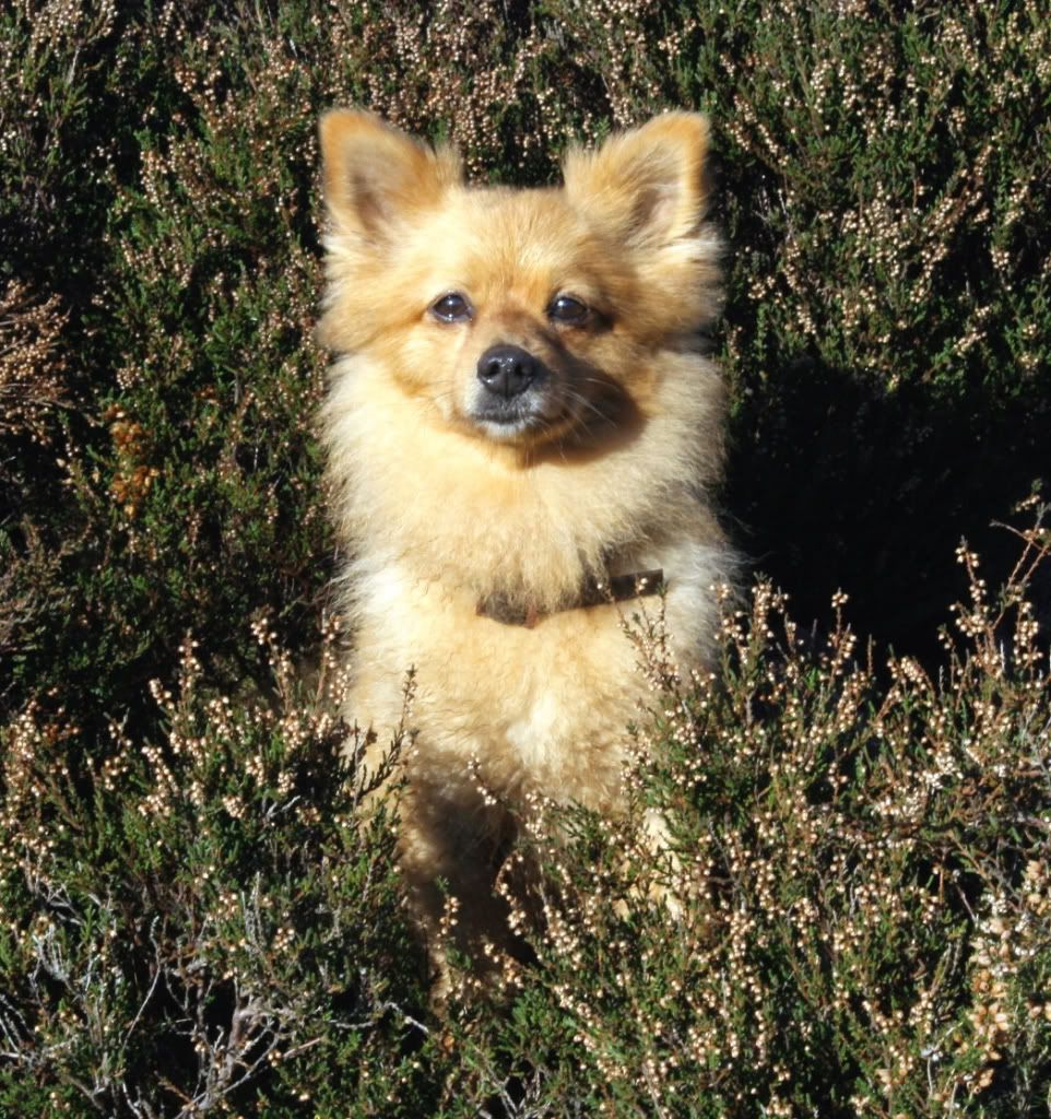 c388f0989cce38b86d723f6221e1c397_zps929c