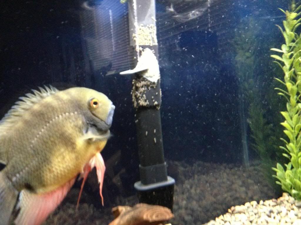 Green Severum laying eggs Cichlid Fish Forum